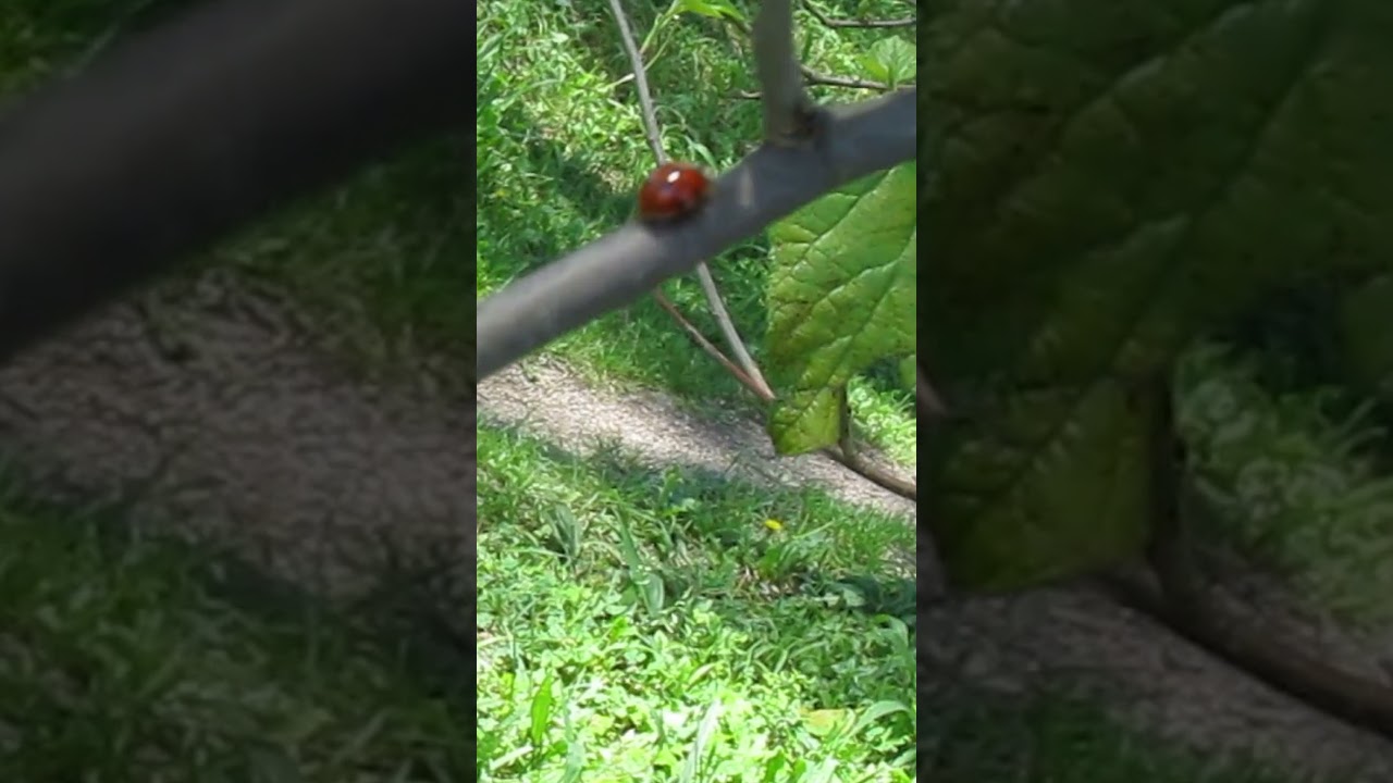 Joaninha vermelha #Shorts