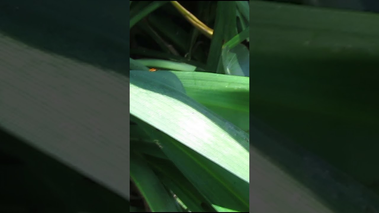 Joaninha amarela #Shorts