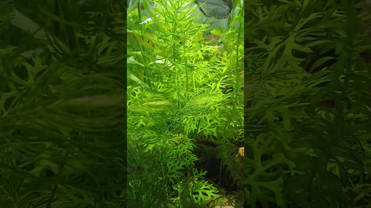 Aquario – Mini Floresta 2 #Shorts