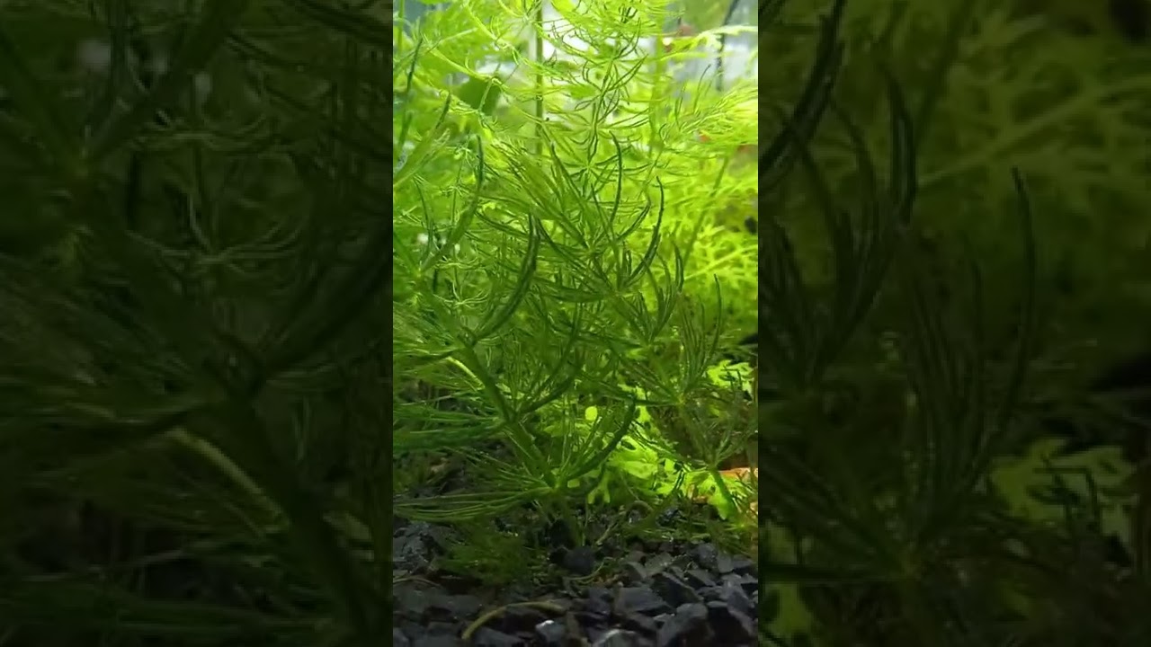 Aquario – Floresta das aguas #Shorts