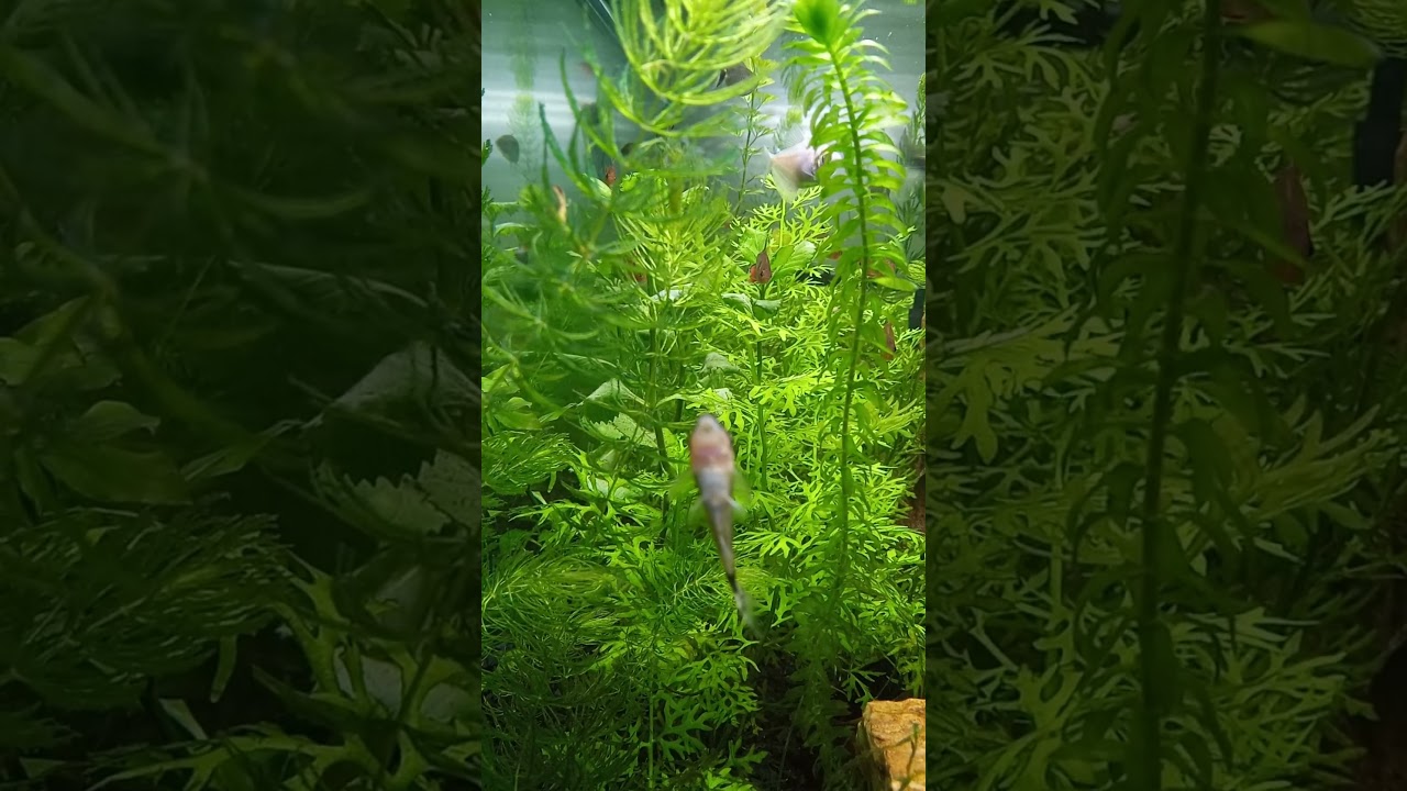Aquario – Mini floresta 01 #Shorts