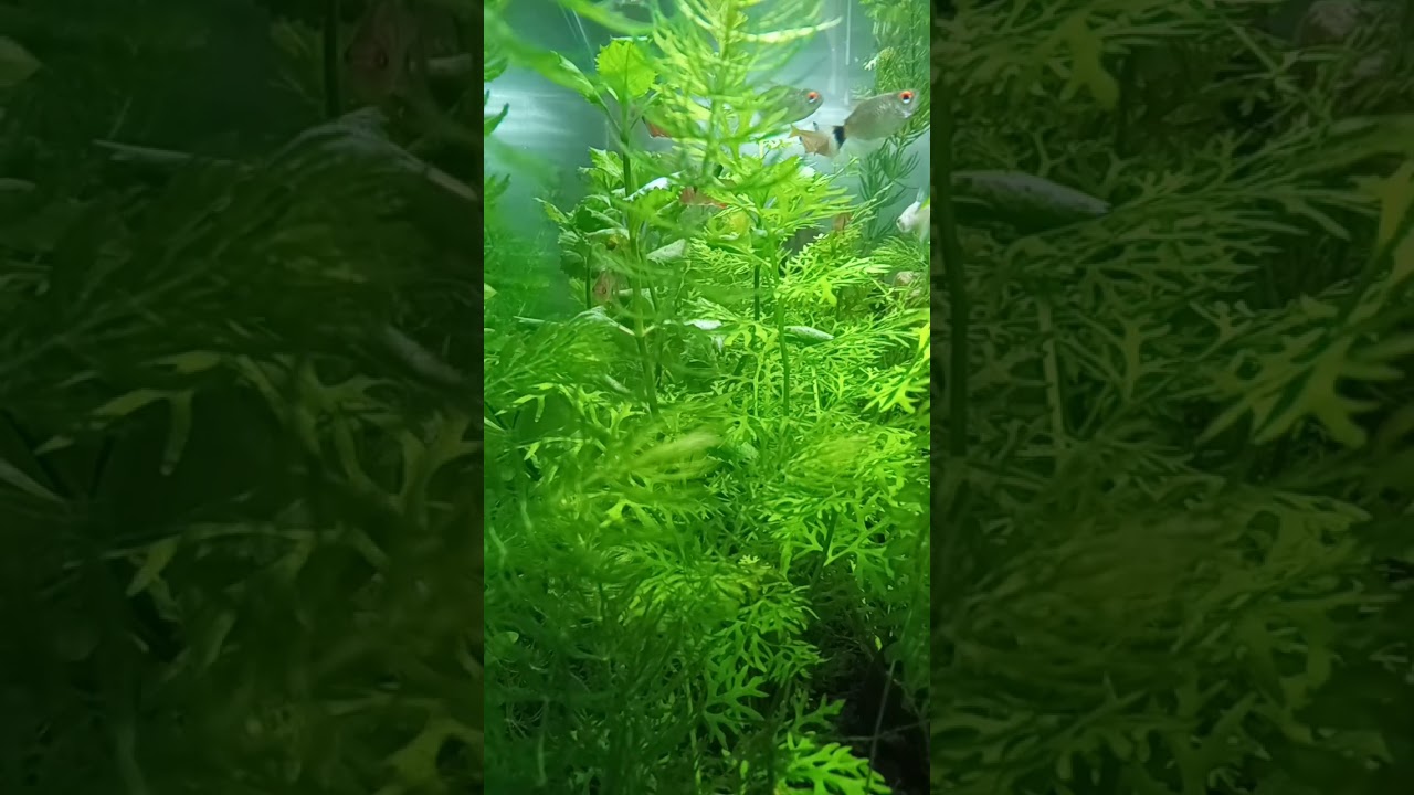 Aquario – Floresta #Shorts