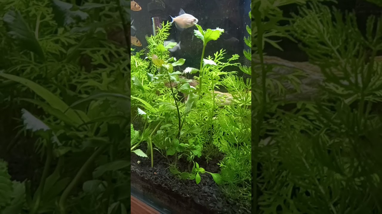 Plantas Aquario 1 #Shorts