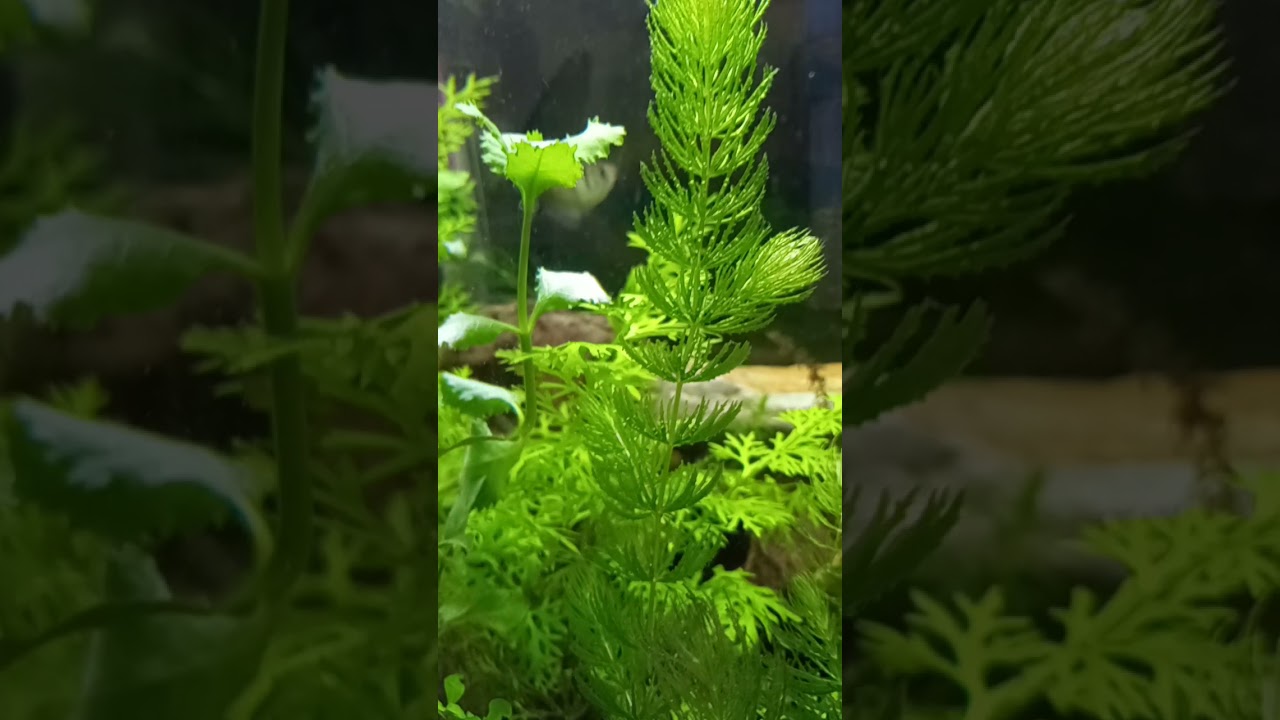 Plantas Aquario #Shorts