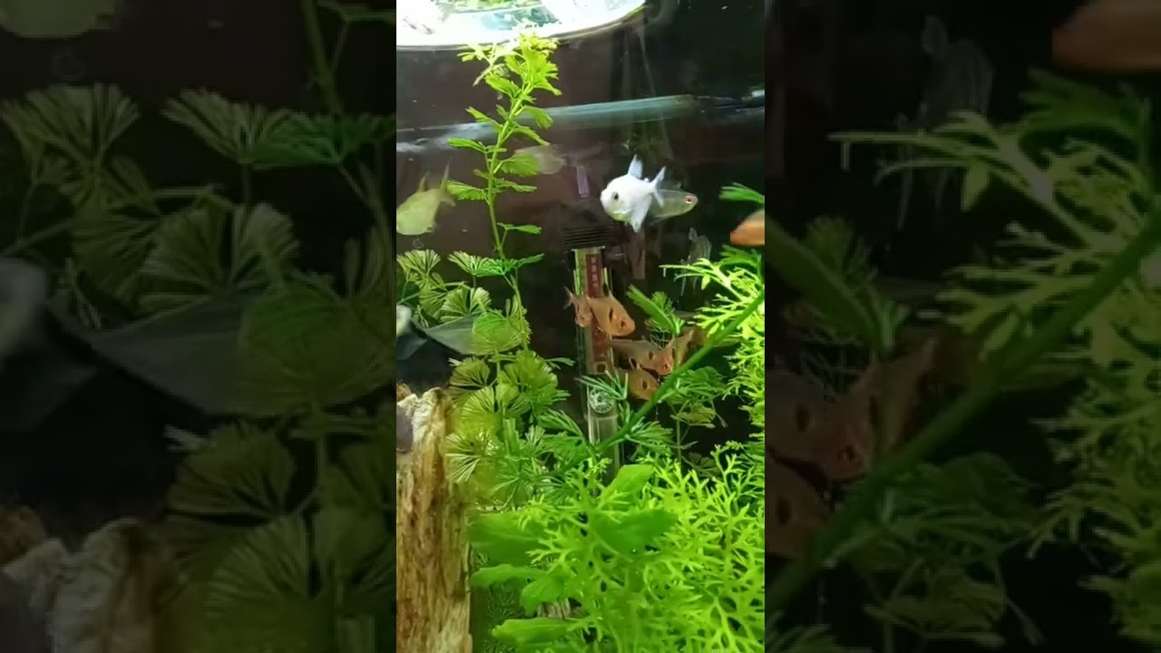 2022 Aquarium 07 #Shorts