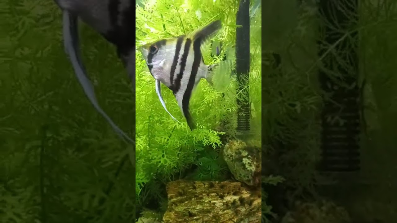 2022 Aquarium 02 #Shorts