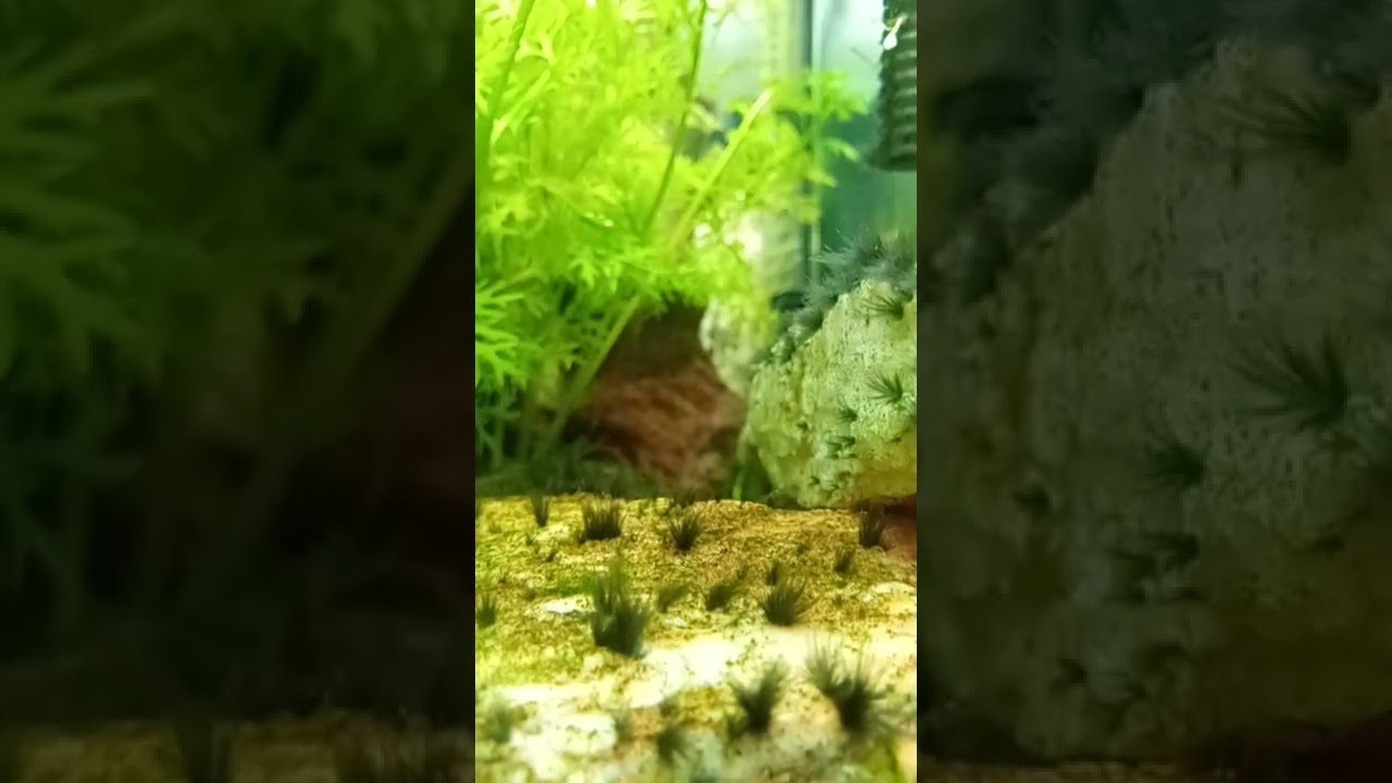 2022 Aquarium 06 #Shorts