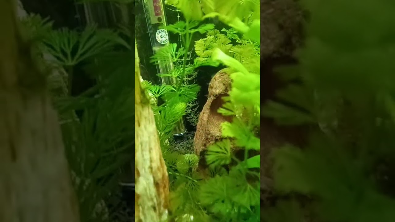 2022 Aquarium 05 #Shorts