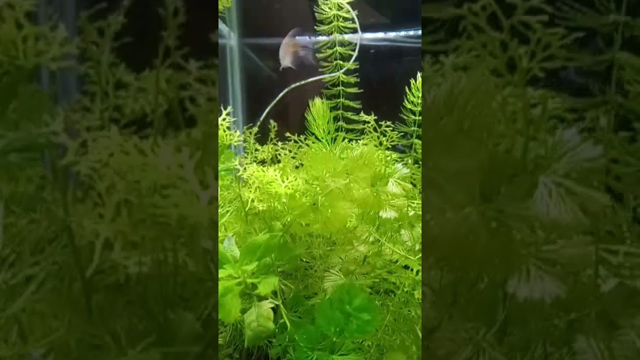 2022 Aquarium 04 #Shorts