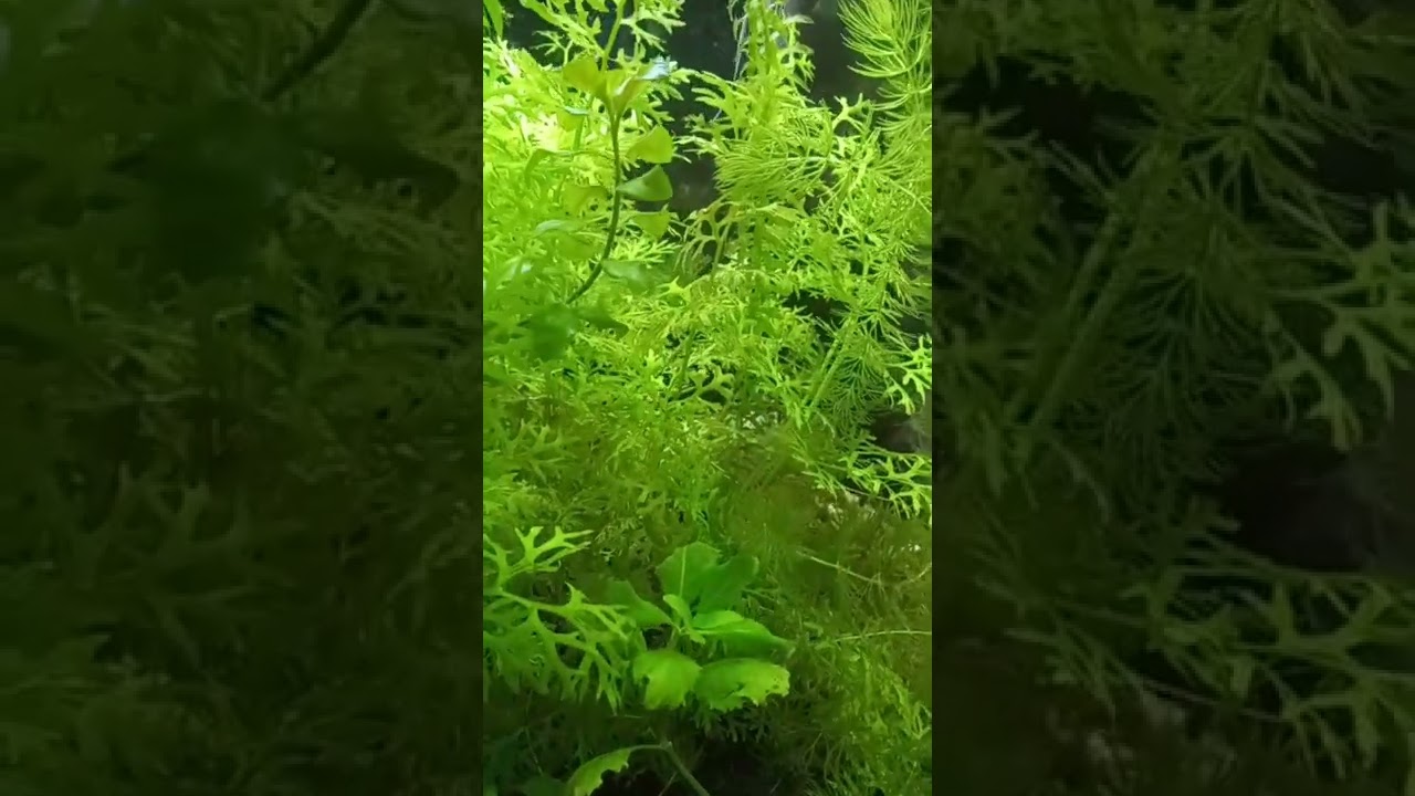 2022 Aquarium 03 #Shorts