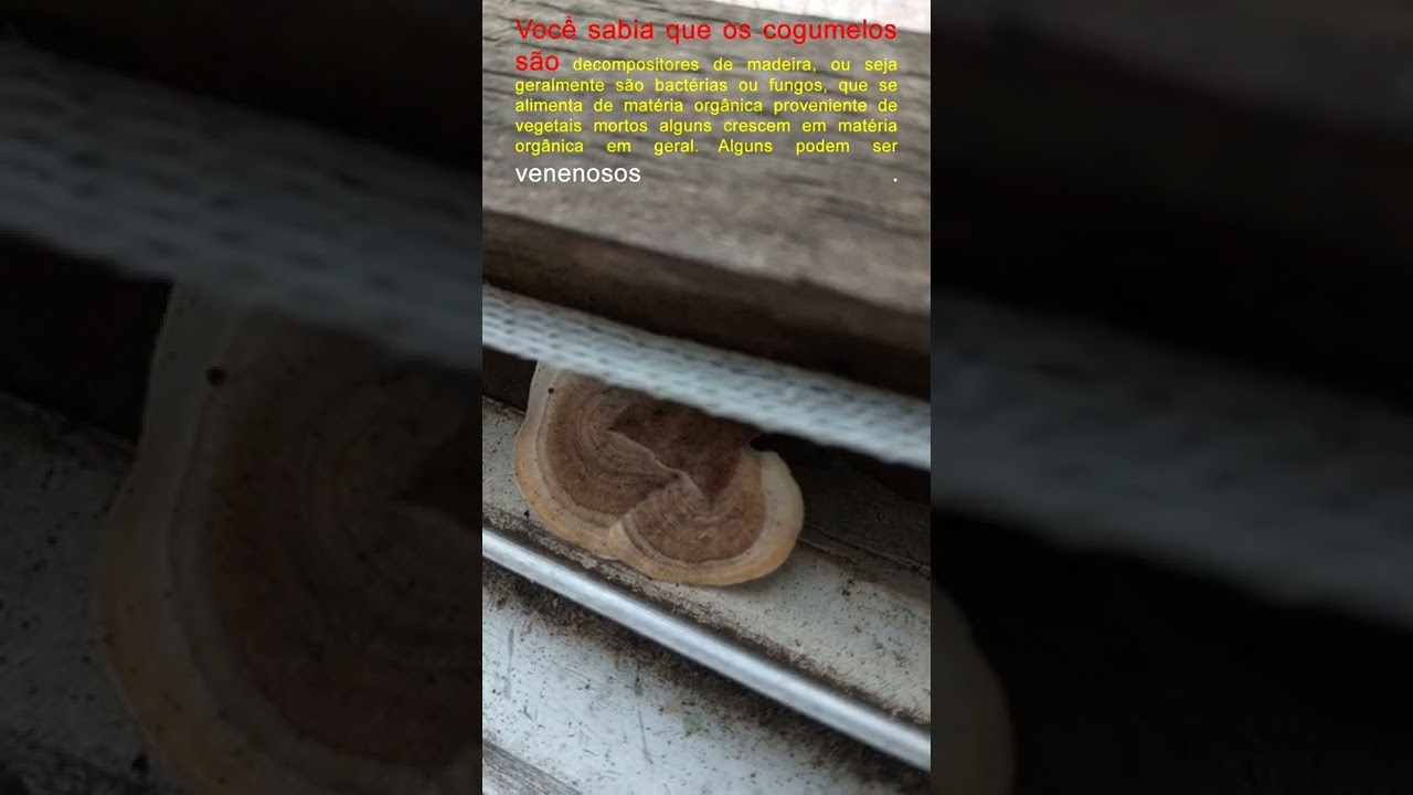 Cogumelo #Shorts