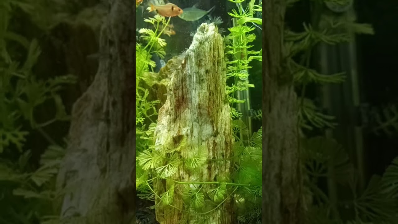 Aquarium 3 13 2022 #Shorts