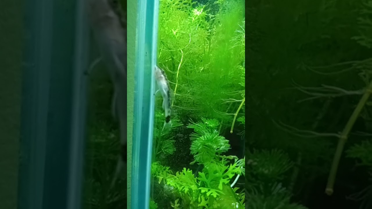 Aquarium 2 13 2022 #Shorts