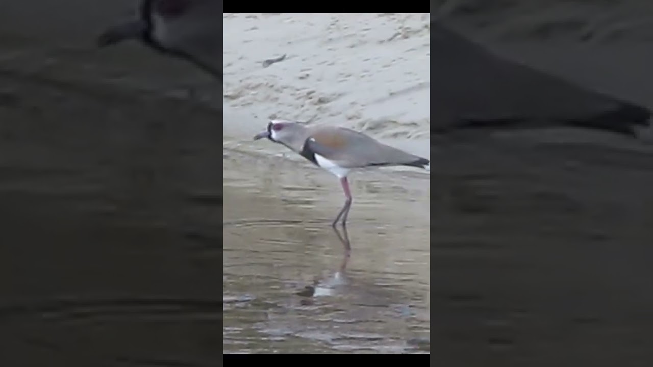 Quero quero 2 #Shorts