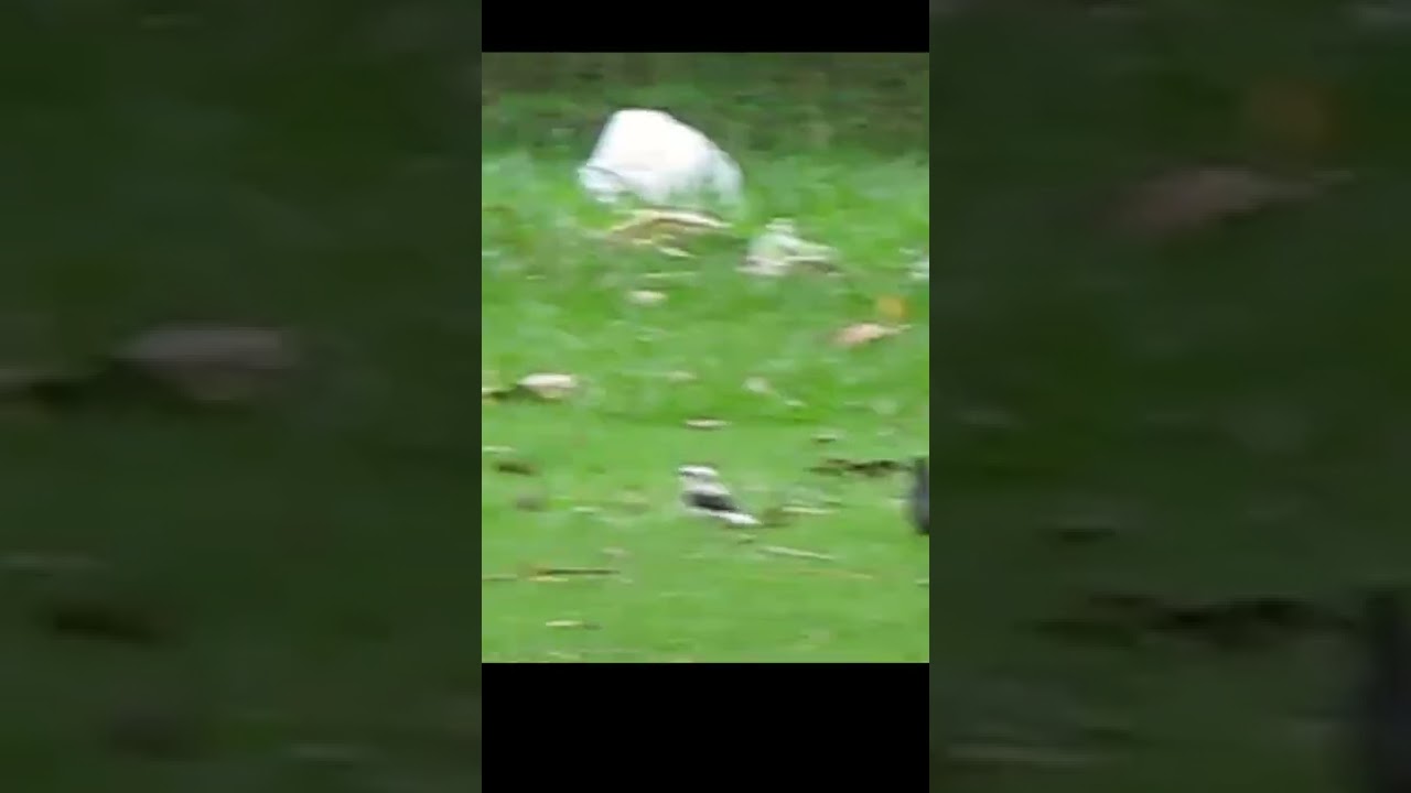 Pássaros parque #Shorts