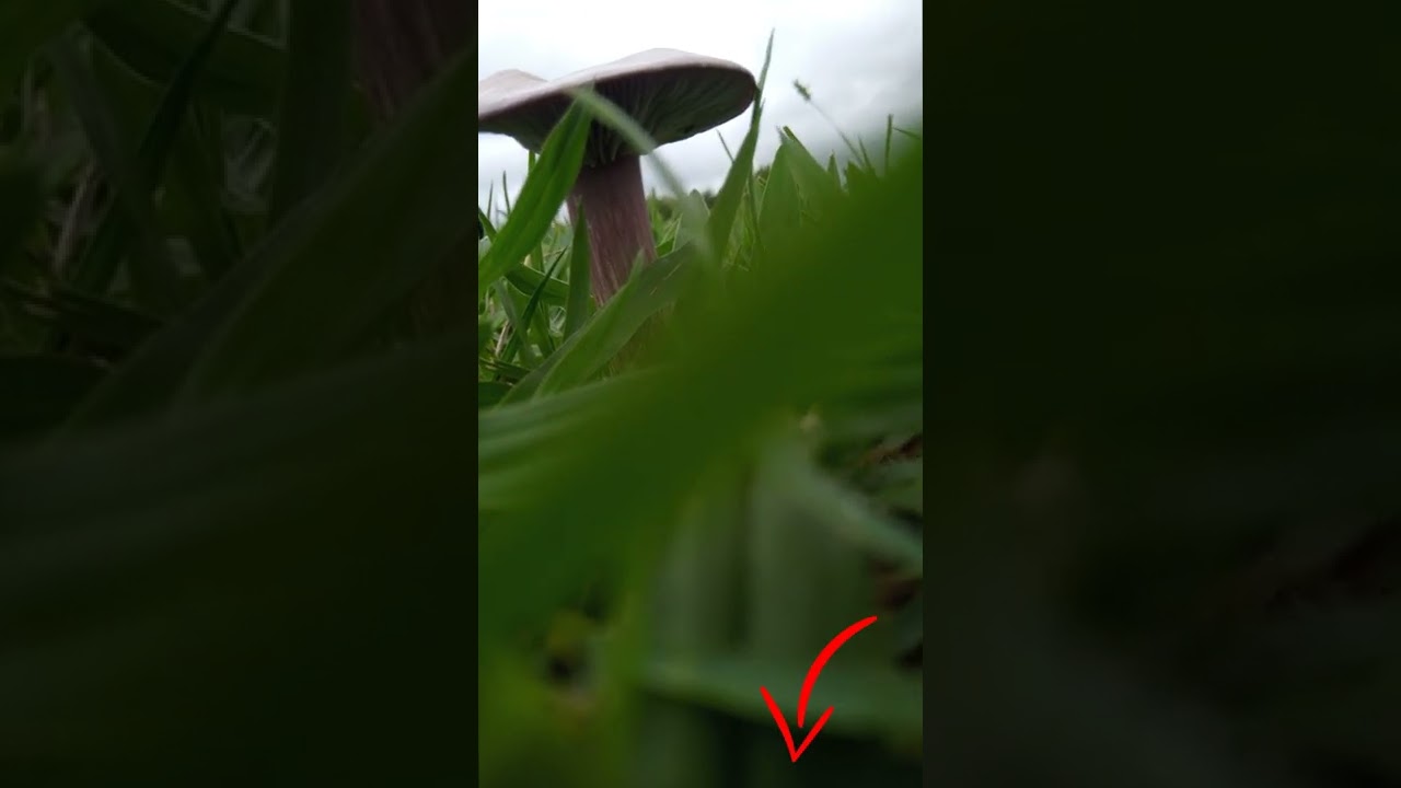 Cogumelo 1 #Shorts
