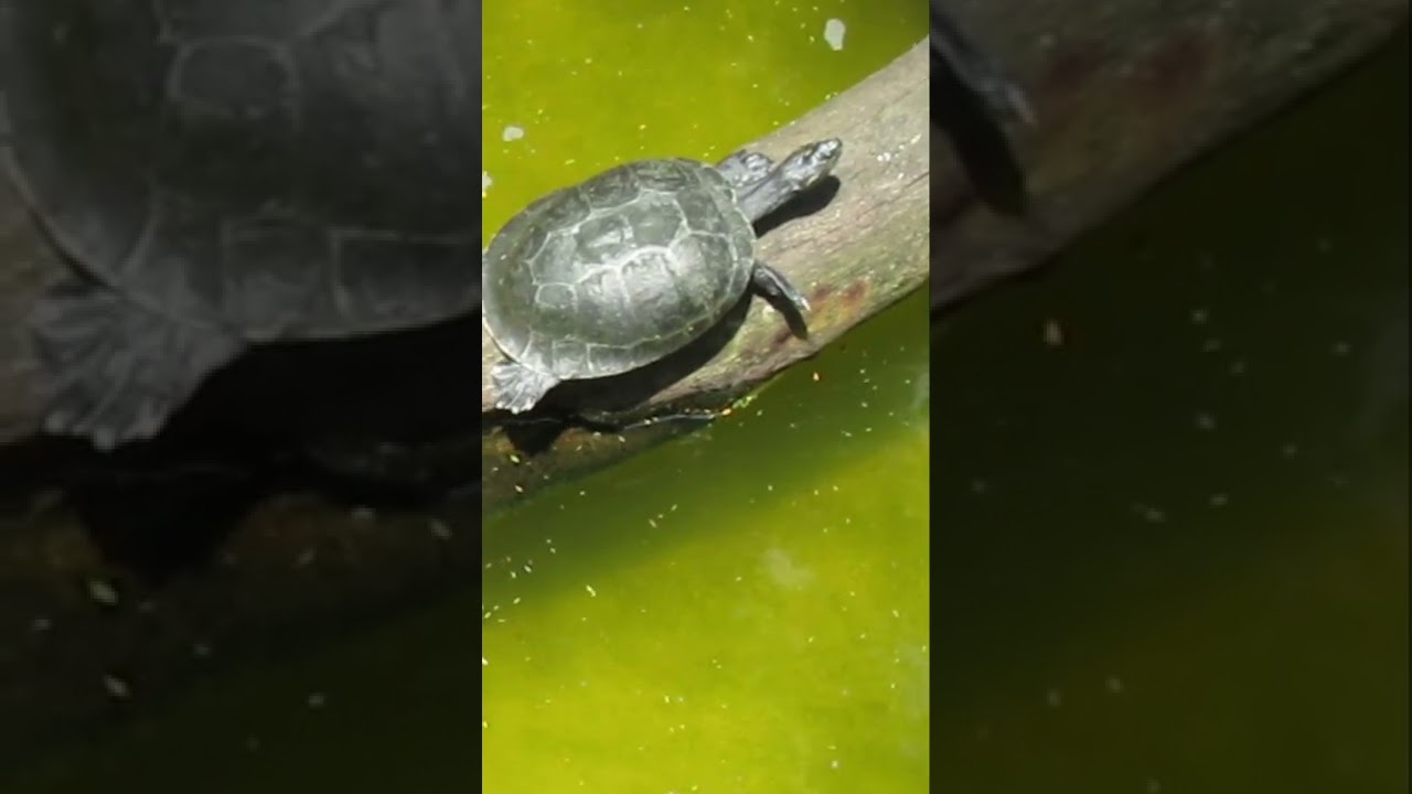 Tartarugas Aquáticas #Shorts