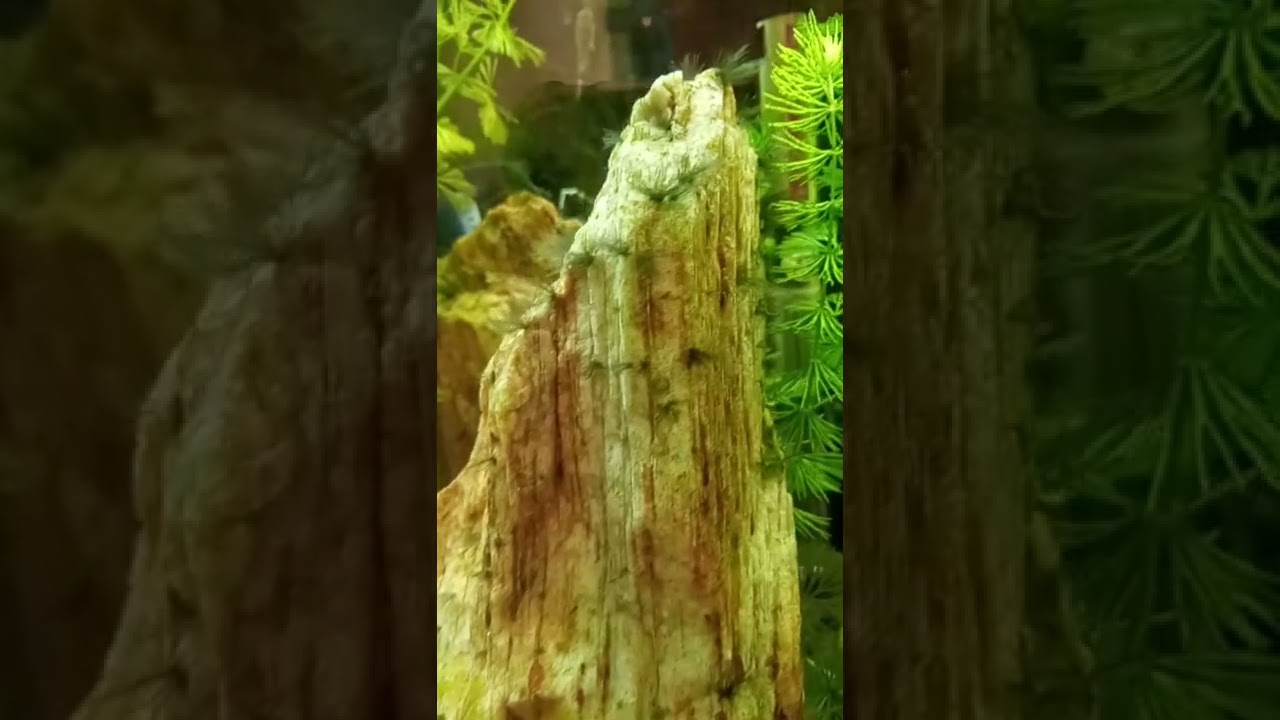 Acara bandeira #Shorts