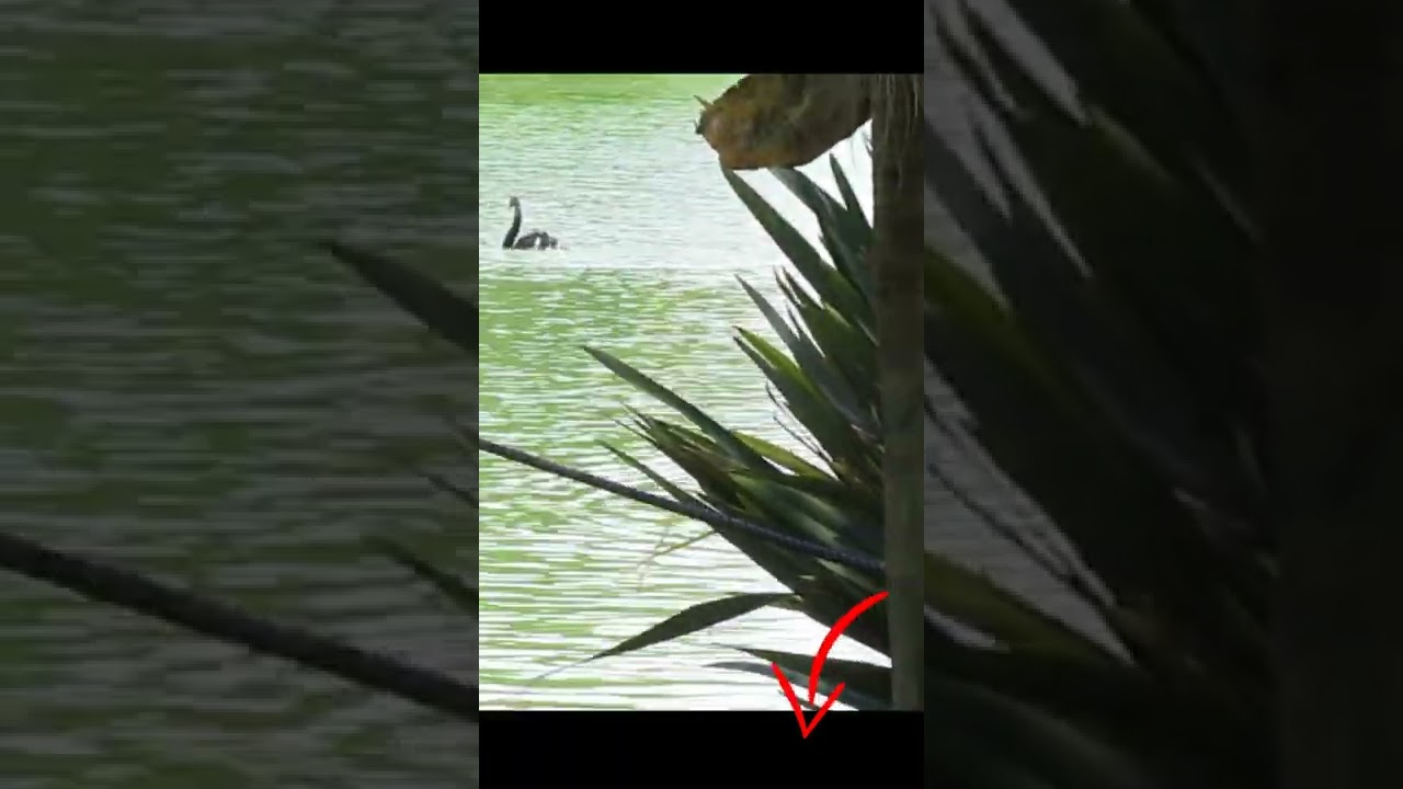 Macaco aranha 1 #Shorts