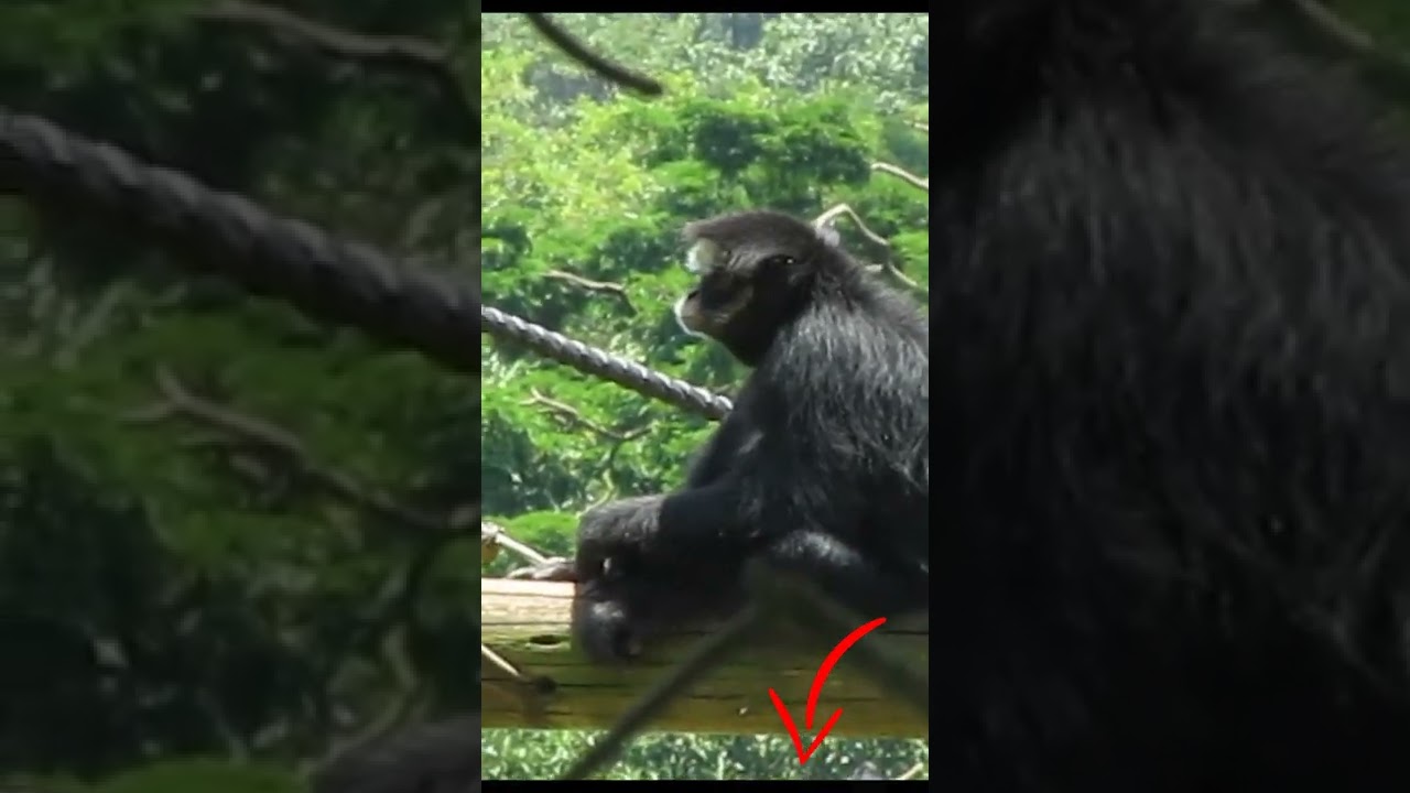 Macaco Aranha #Shorts