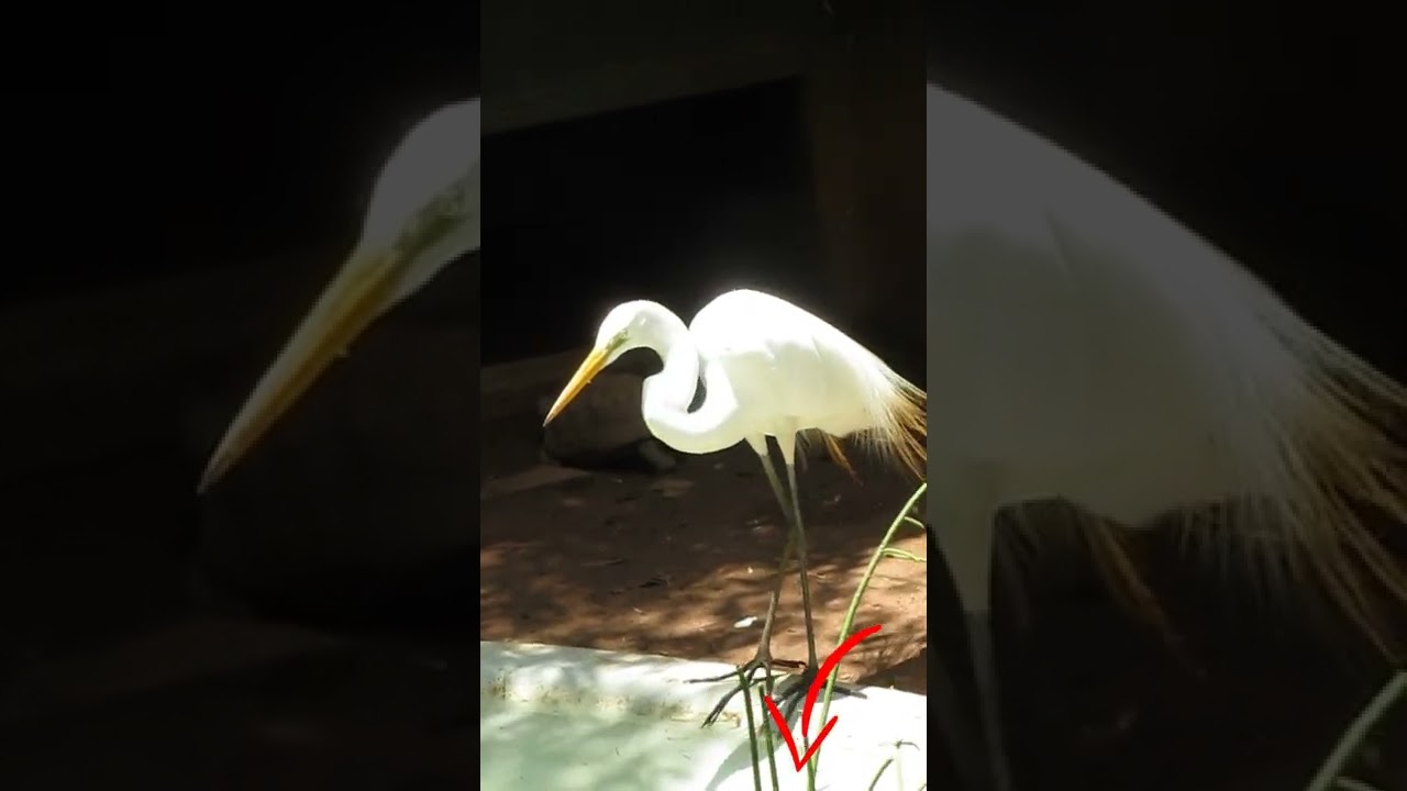 Garça branca #Shorts